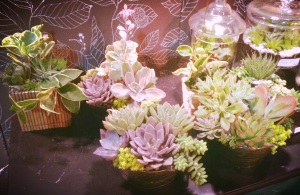Assorted Succulent Gardens for indoors or outdoors. 