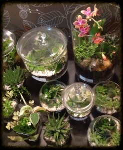 Lots of terrariums for sale! Some with ferns, many with succulents. 